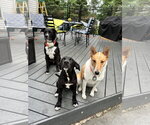 Small #8 Border Collie Mix
