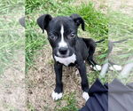 Small #9 American Staffordshire Terrier Mix