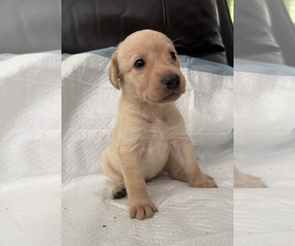 Medium Photo #1 Labrador Retriever Puppy For Sale in WOODBRIDGE, CT, USA