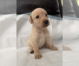 Medium Labrador Retriever