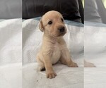 Puppy Oliver Labrador Retriever