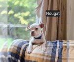 Puppy Nougat Boston Terrier