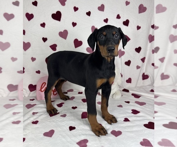 Medium Photo #4 Doberman Pinscher Puppy For Sale in GREENFIELD, IN, USA