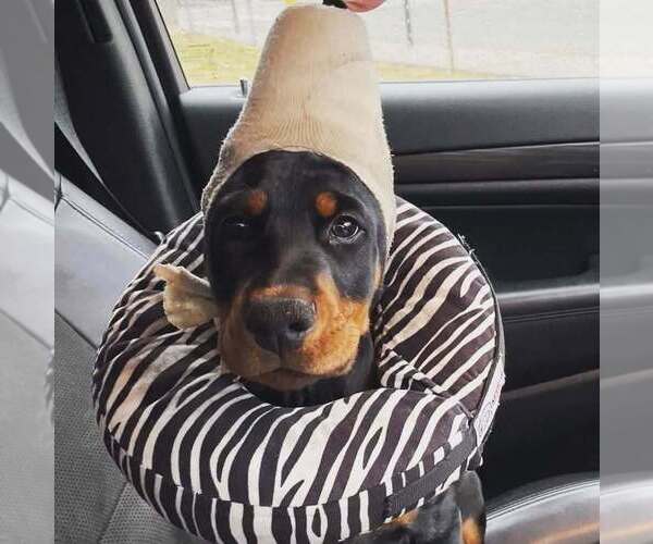 Medium Photo #44 Doberman Pinscher Puppy For Sale in FORT LAUDERDALE, FL, USA
