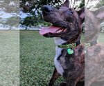 Small #10 Dutch Shepherd  Mix