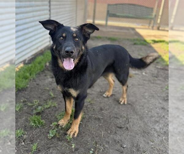 Medium Photo #3 German Shepherd Dog-Unknown Mix Puppy For Sale in Modesto, CA, USA
