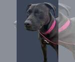Small #3 American Pit Bull Terrier-Staffordshire Bull Terrier Mix