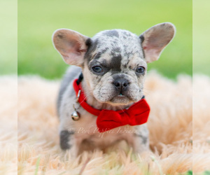 Medium French Bulldog