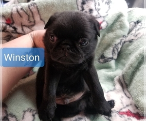 Pug Puppy for sale in MANGHAM, LA, USA