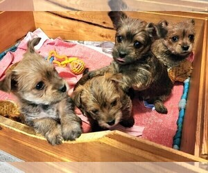 Carkie Puppy for Sale in SAINT PAUL, Minnesota USA