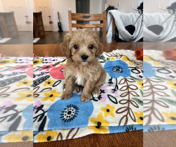 Medium Photo #1 Cavapoo Puppy For Sale in BELDING, MI, USA