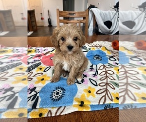 Cavapoo Puppy for sale in BELDING, MI, USA