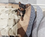 Small Photo #8 Yorkshire Terrier Puppy For Sale in ODESSA, TX, USA
