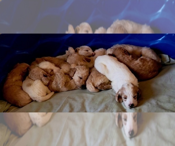 Medium Photo #9 Goldendoodle Puppy For Sale in BRANDON, FL, USA