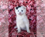Small Photo #1 Pomsky Puppy For Sale in QUARRYVILLE, PA, USA
