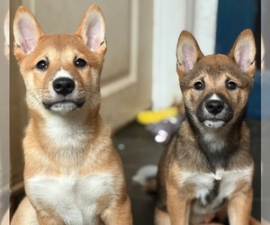 Shiba Inu Puppy for sale in HARRISONBURG, VA, USA
