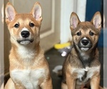 Image preview for Ad Listing. Nickname: Litter of 2