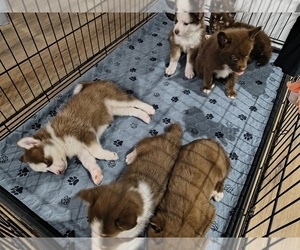 Pomsky Puppy for Sale in NORTH ALBEMARLE, North Carolina USA
