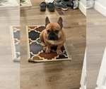 Small Photo #1 French Bulldog Puppy For Sale in TOPEKA, KS, USA