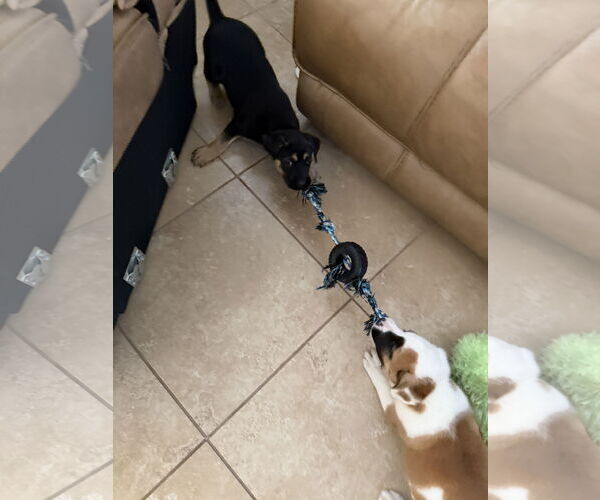 Medium Photo #7 Australian Shepherd-Unknown Mix Puppy For Sale in Valrico, FL, USA