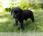 Small Photo #25 Cane Corso Puppy For Sale in WAKARUSA, IN, USA