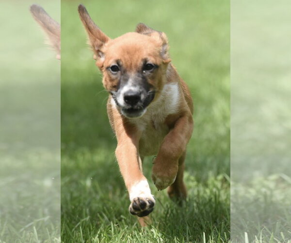 Medium Photo #1 Mutt Puppy For Sale in Mechanicsburg, PA, USA