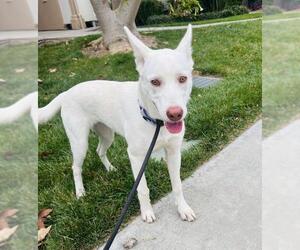 Siberian Husky Dogs for adoption in Santa Maria, CA, USA