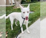 VIOLET - Female Siberian Husky Dog for Adoption - Small photo