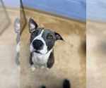 Small #7 Bullboxer Pit