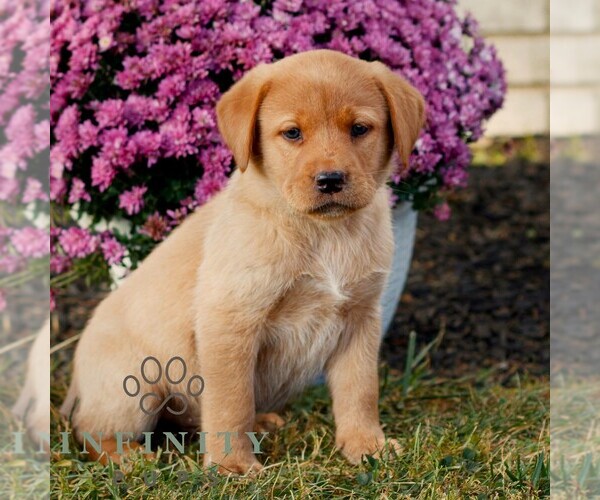 Medium Photo #3 Labrador Retriever Puppy For Sale in MORGANTOWN, PA, USA