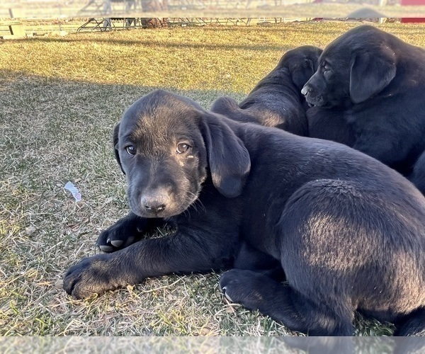 Medium Photo #4 Labrador Retriever Puppy For Sale in LOMA, CO, USA