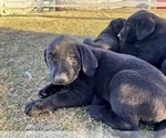 Small #3 Labrador Retriever