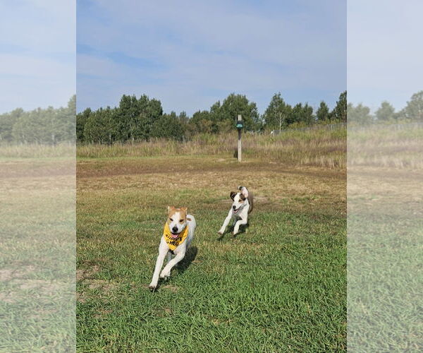 Medium Photo #18 Pointer-Unknown Mix Puppy For Sale in Minneapolis, MN, USA