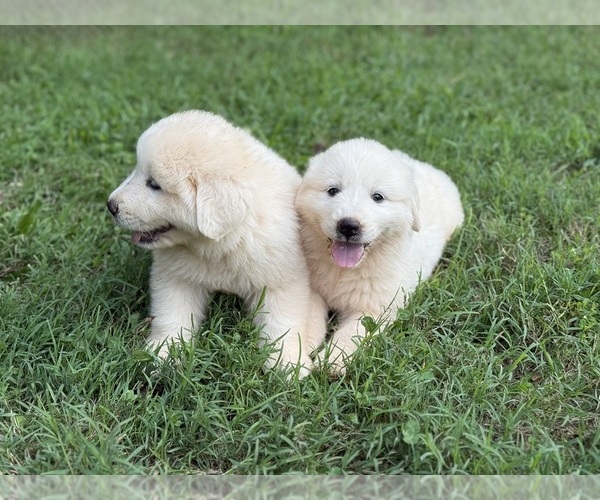 Medium Photo #8 Great Pyrenees Puppy For Sale in NEWTON, NC, USA