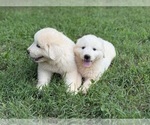 Small #7 Great Pyrenees