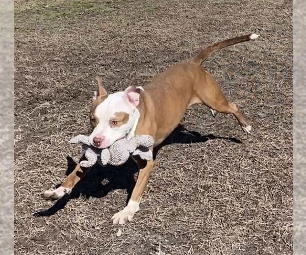 Medium Photo #7 American Pit Bull Terrier-Unknown Mix Puppy For Sale in Virginia Beach, VA, USA