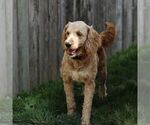 Small Photo #1 Goldendoodle (Miniature) Puppy For Sale in LITITZ, PA, USA