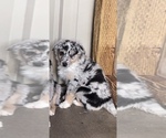 Puppy Female Miniature Australian Shepherd