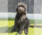 Small Photo #2 Goldendoodle Puppy For Sale in GIBSONTON, FL, USA
