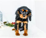 Small Photo #52 Cavalier King Charles Spaniel Puppy For Sale in WAKARUSA, IN, USA