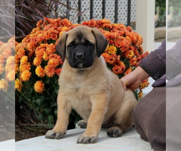 Medium Photo #2 Mastiff Puppy For Sale in RED LION, PA, USA