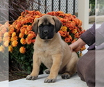 Small #1 Mastiff