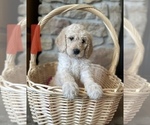 Small Photo #6 Goldendoodle Puppy For Sale in LOGAN, UT, USA