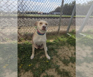 Jelly Fish - Female Labsky Dog for Adoption - Photo #5
