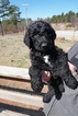 Small Photo #10 Airedoodle Puppy For Sale in FORT WORTH, TX, USA