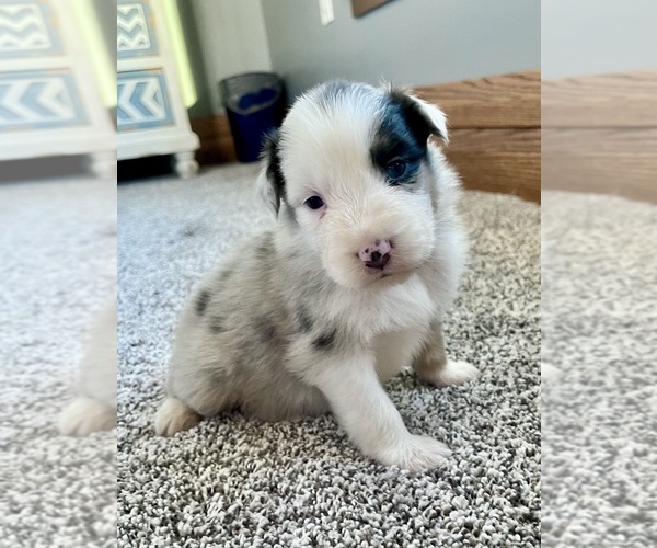 Medium Photo #7 Australian Shepherd Puppy For Sale in LODA, IL, USA