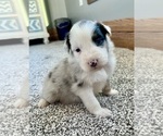 Small #6 Australian Shepherd