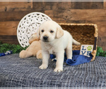 Small #1 Labrador Retriever