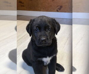 Labrador Retriever-Unknown Mix Dogs for adoption in Bolivar, MO, USA