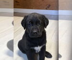 Small Labrador Retriever Mix